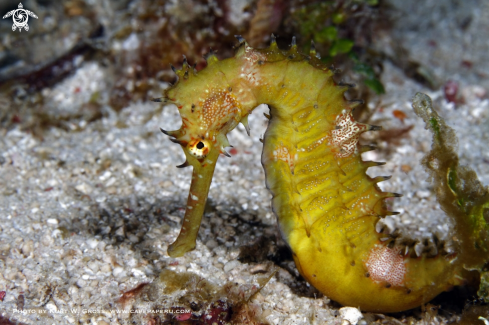 A Hippocampus histrix | Sea Horse