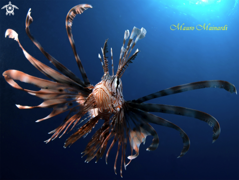 A Lionfish