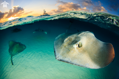 A Stingray