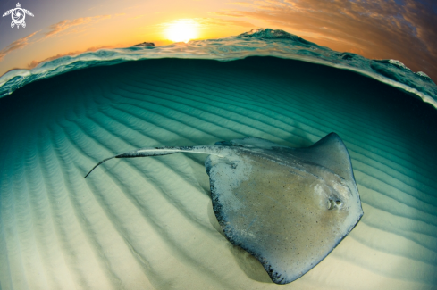 A Stingray