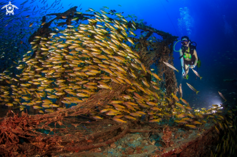 A A fishing boat wreck with big fish school