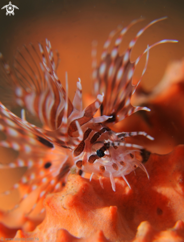 A Juvenile lionfish