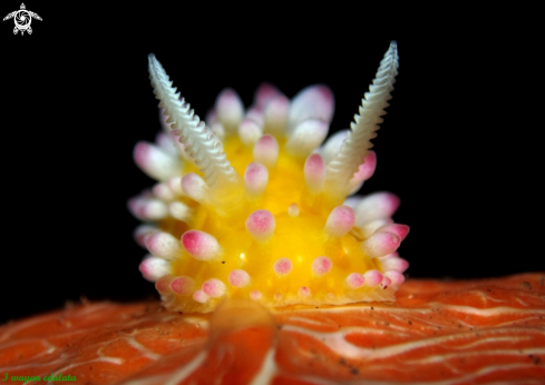 A Cadlinella ornatissima | Cadlinella ornatissima