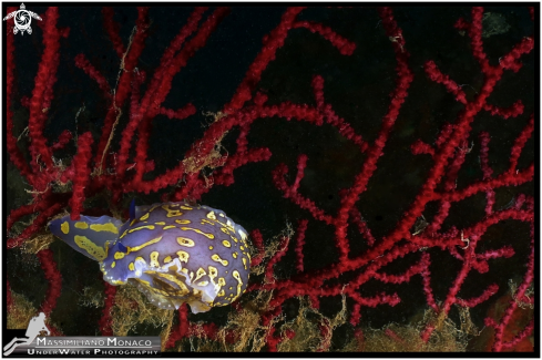 A Nudibranco Cromodoride di Brito