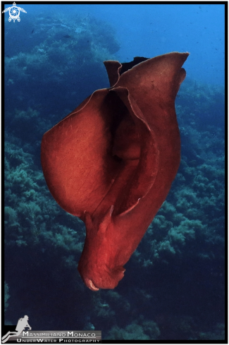 A Aplysia depilans | Lepre di mare