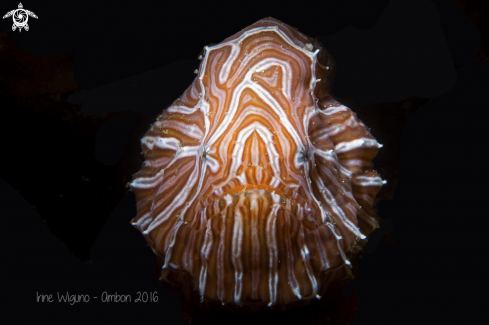 A psychedelic frogfish