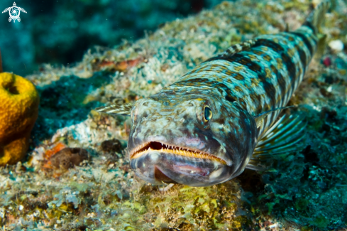 A Lizard Fish