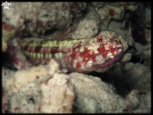 A Lizard Fish