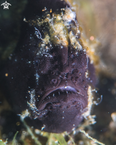 A Painted frogfish