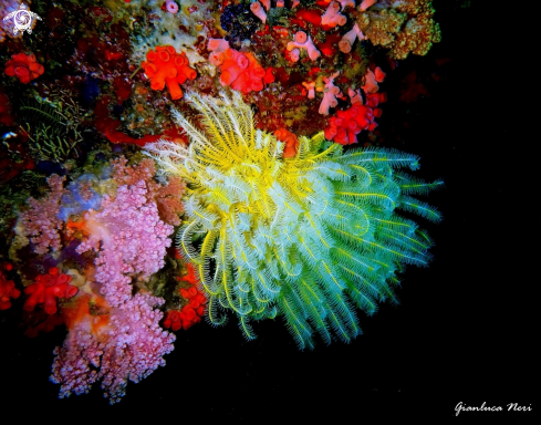 A Crinoid and soft corals