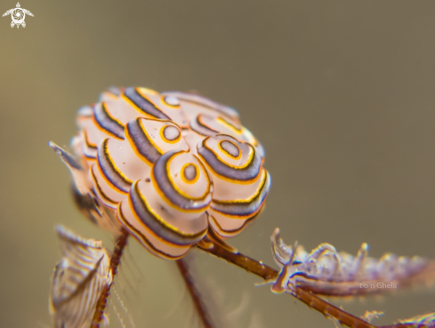 A Doto greenamyeri / Eubranchus sp. | Nudibranch