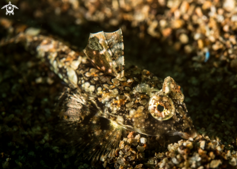 A Synchiropus ocellatus | Dragonet