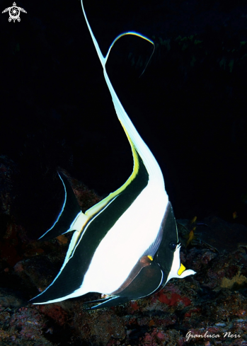 A Moorish idol