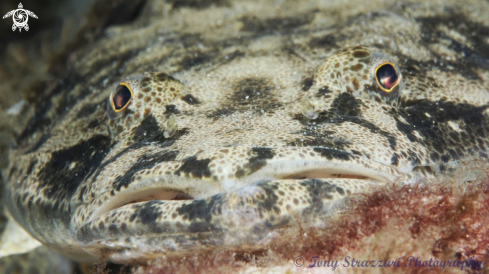 A Platycephalus fuscus | Dusky flathead