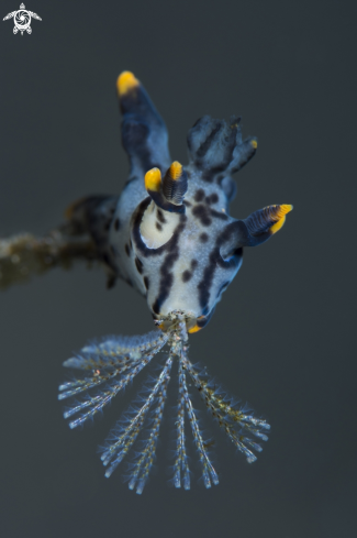 A Nudibranch - Thecacera picta | Nudibranch - Thecacera picta