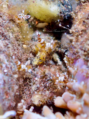 A Periclimenes brevicarpalis | Anemone Shrimp