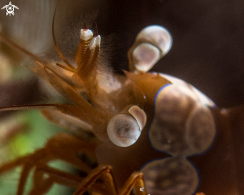 A Thor amboinensis | Squat shrimp