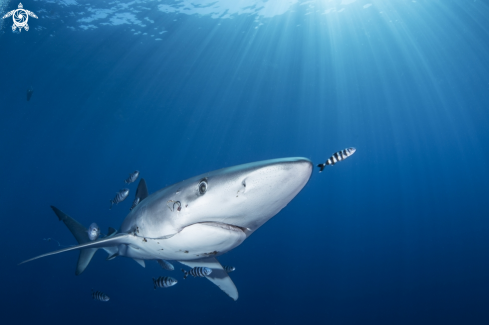 A Prionace glauca | Blue Shark