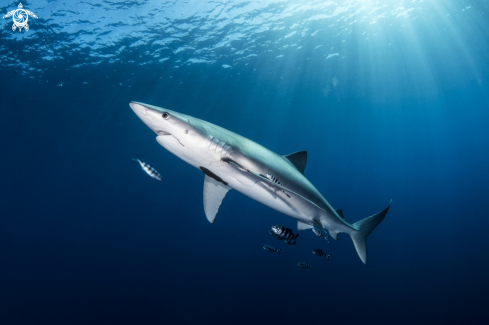 A Prionace glauca | Blue Shark