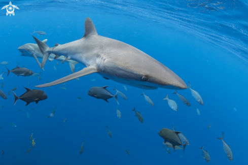 A Silky Shark