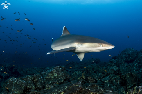 A Silvertip Shark