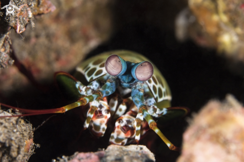 A Peacock Mantis Shrimp