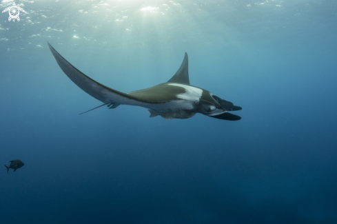 A Manta birostris | Oceanic Manta