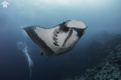 A Manta birostris | Oceanic Manta