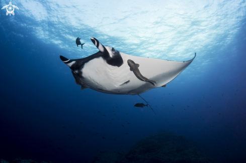 A Oceanic Manta