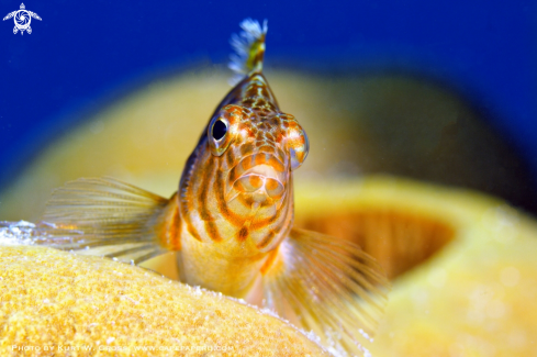 A Cirrhitichthys falco | Hawk fish