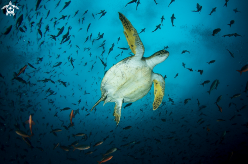 A Green turtle