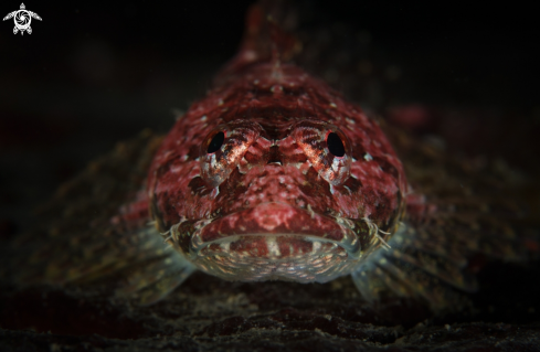 A Artedius lateralis | Smoothhead Sculpin