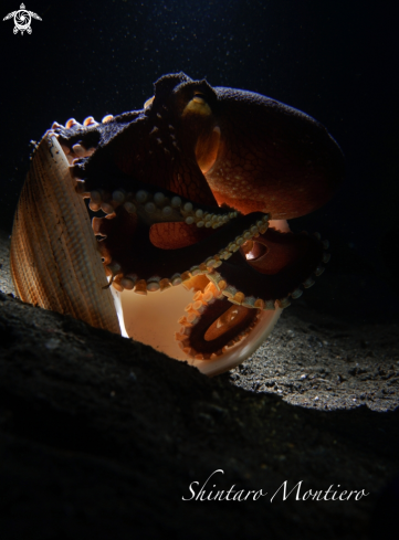 A Amphioctopus marginatus | coconut octapus 