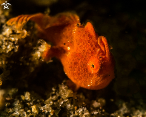 A Antennarius pictus | Painted frogfish baby