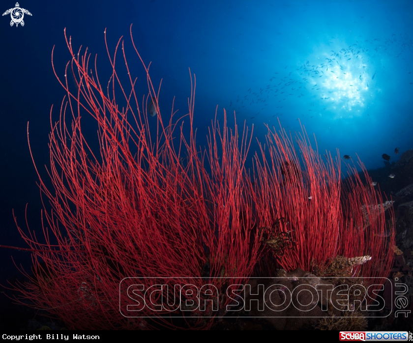 A Red Whip Coral