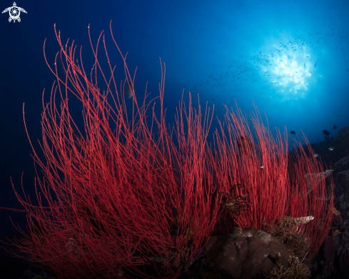 A Red Whip Coral