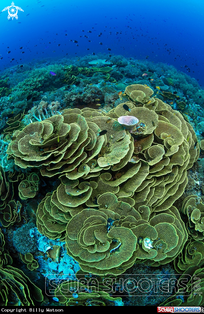 A Lettuce Coral