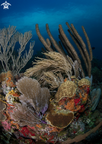 A Variety of Hard and Soft Corals