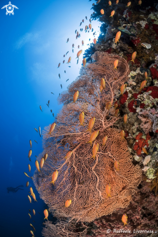 A Giant gorgonian fan