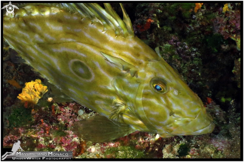 A Pesce San Pietro