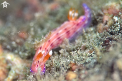 A Hypselodoris maculosa | Hypselodoris maculosa