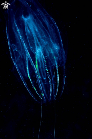 A jelly fish