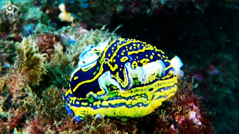 A Felimare picta or Hypselodoris webbi | Nudibranch