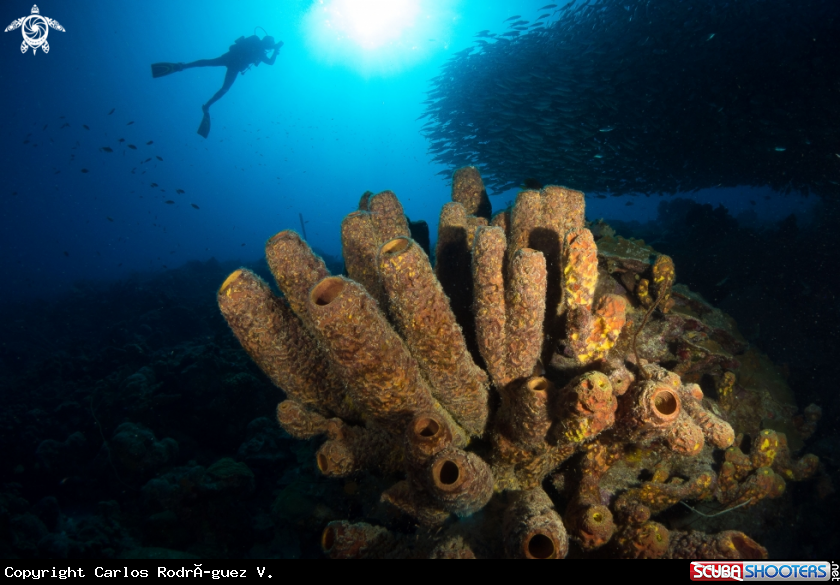 A Yellow tubular sponges with a very active background