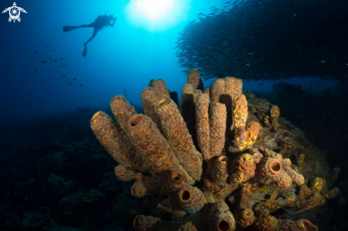 A Yellow tubular sponges with a very active background