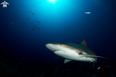 A Caribbean reef shark