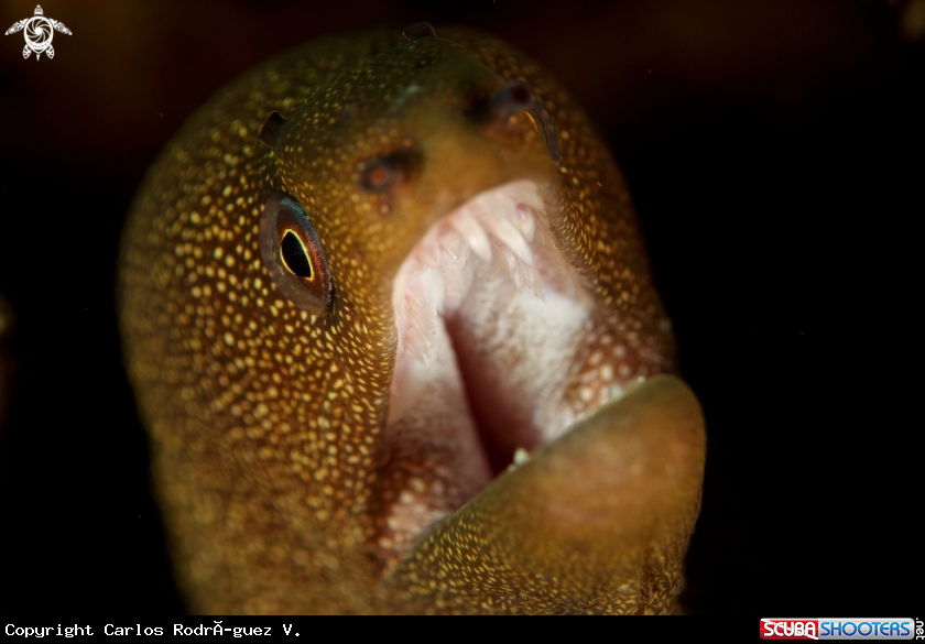 A Golden tail moray