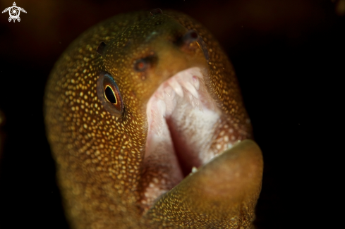 A Golden tail moray