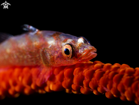 A whip coral goby