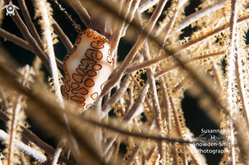 A Flamingo tongue cowrie